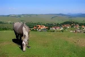 serbia_zlatibor_vladislava_apartment.jpg